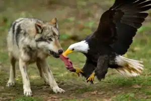 the fox and the grapes